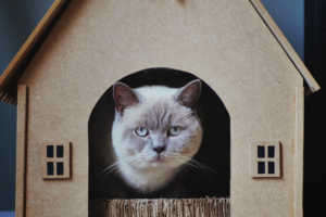 Cat Scratching House with cute cat inside