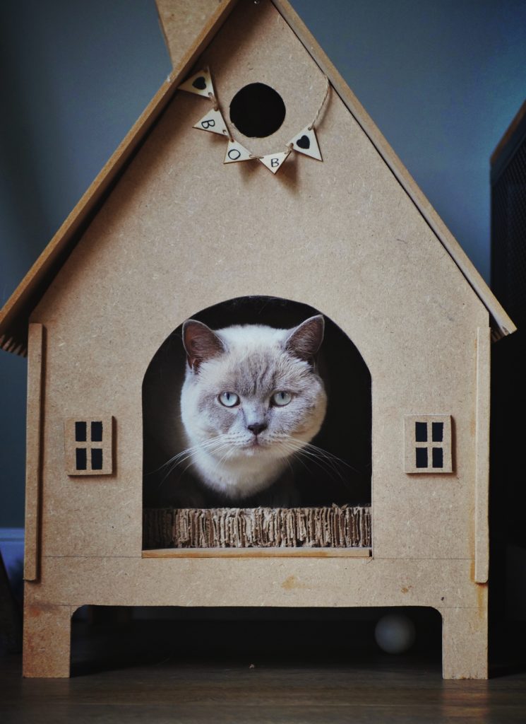 What is a Cat Scratching House?