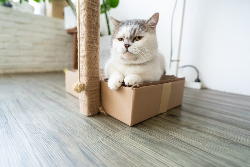 adorable cat sitting in a carboard box next to cat scratcher